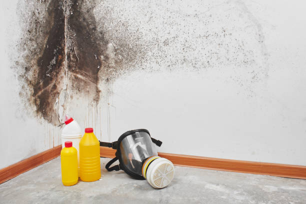 Best Mold Removal Specialists  in Jacksboro, TN