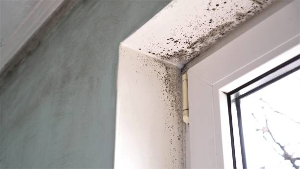 Best Same-Day Mold Removal  in Jacksboro, TN