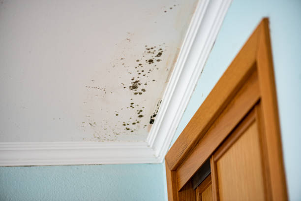 Best Emergency Mold Removal  in Jacksboro, TN