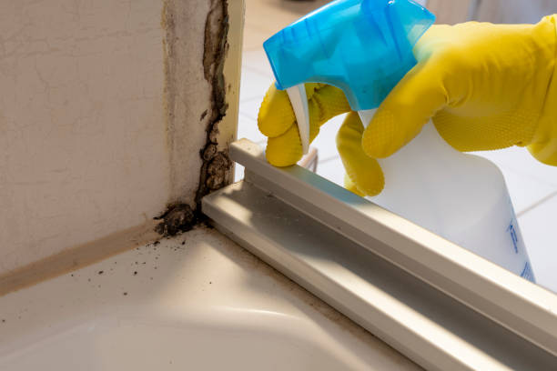 Best Black Mold Removal  in Jacksboro, TN