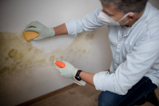 Best Residential Mold Removal  in Jacksboro, TN