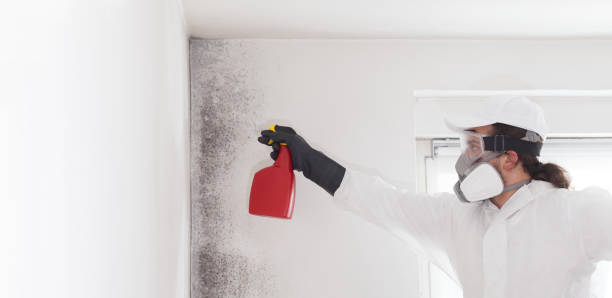 Best Commercial Mold Removal  in Jacksboro, TN