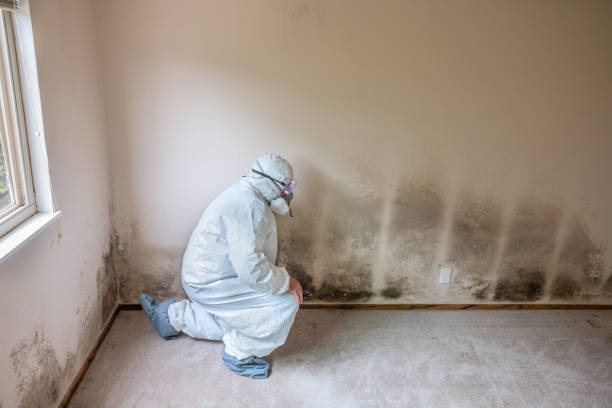 Best Mold Cleaning Services  in Jacksboro, TN