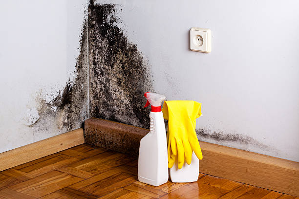 Best Attic Mold Removal  in Jacksboro, TN