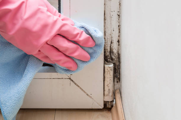 Best Affordable Mold Removal  in Jacksboro, TN