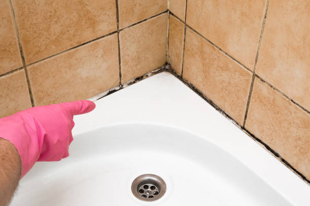 Best Mold Cleaning Services  in Jacksboro, TN